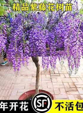普罗旺斯紫藤树苗庭院攀耐寒植物日本长穗紫藤花苗阳台盆栽紫藤花