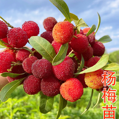 正宗嫁接早熟特大东魁水晶杨梅树苗南北方种植地栽果树苗当年结果