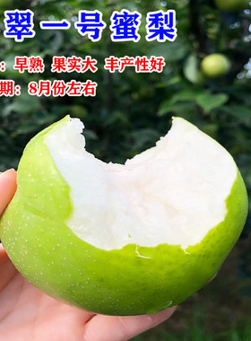嫁接秋月梨苏翠一号青皮梨树果苗