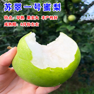 梨树果苗嫁接秋月梨苏翠一号青皮梨树果苗翠冠梨树活苗南北方种植