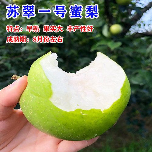 嫁接秋月梨苏翠一号青皮梨树果苗