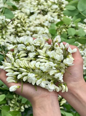 食用槐树苗洋槐刺槐国槐树花苗