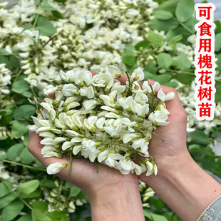 可以食用洋槐树苗洋槐花树刺槐树槐树苗槐花树苗国槐树花苗果树苗