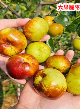 枣树果苗嫁接冰糖枣葫芦枣金丝枣树活苗南北方种植庭院盆栽地栽苗