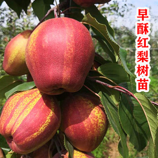 新品种早酥红梨树果苗嫁接梨树活苗南方北方种植盆栽地栽当年结果
