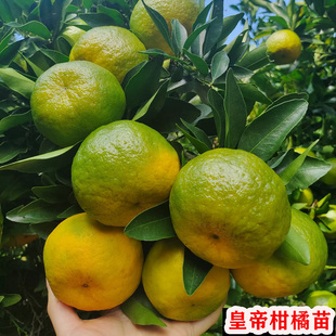 正宗皇帝柑树橘子苗四季种植晚熟橘子树果苗盆栽庭院果树地栽带土