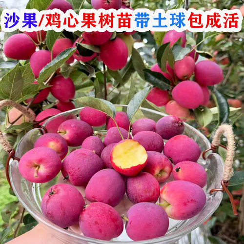 耐寒鸡心果树苗东北海棠果树苗