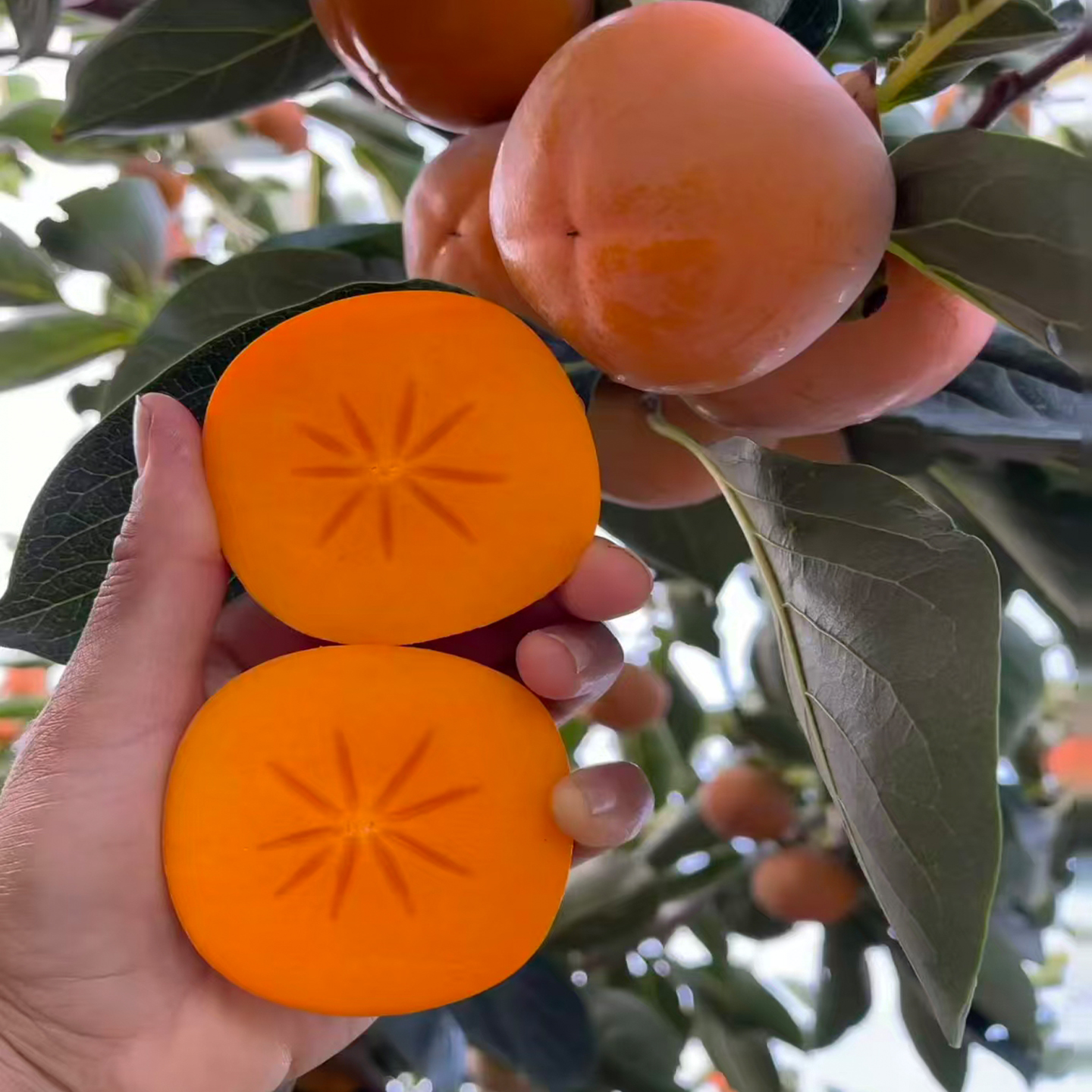 正宗火晶脆甜柿子苗日本太秋甜柿子果苗磨盘树庭院果树南北方种植