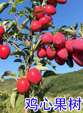 嫁接小苹果鸡心果树苗地栽盆栽