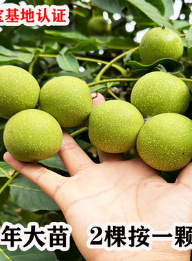 纸皮核桃树果苗185新疆纸皮核桃