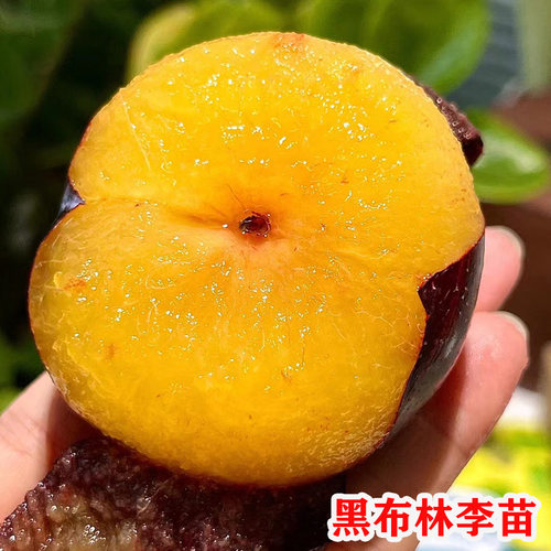 新品种黑霸王李子树苗