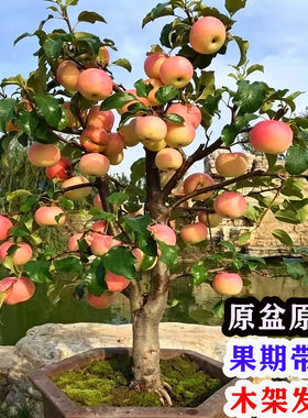 矮化苹果树果苗红肉红富士苹果苗