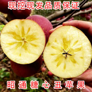 新品种昭通苹果苗特大红玫瑰昭通树苗嫁接南北方种植盆栽地栽树苗