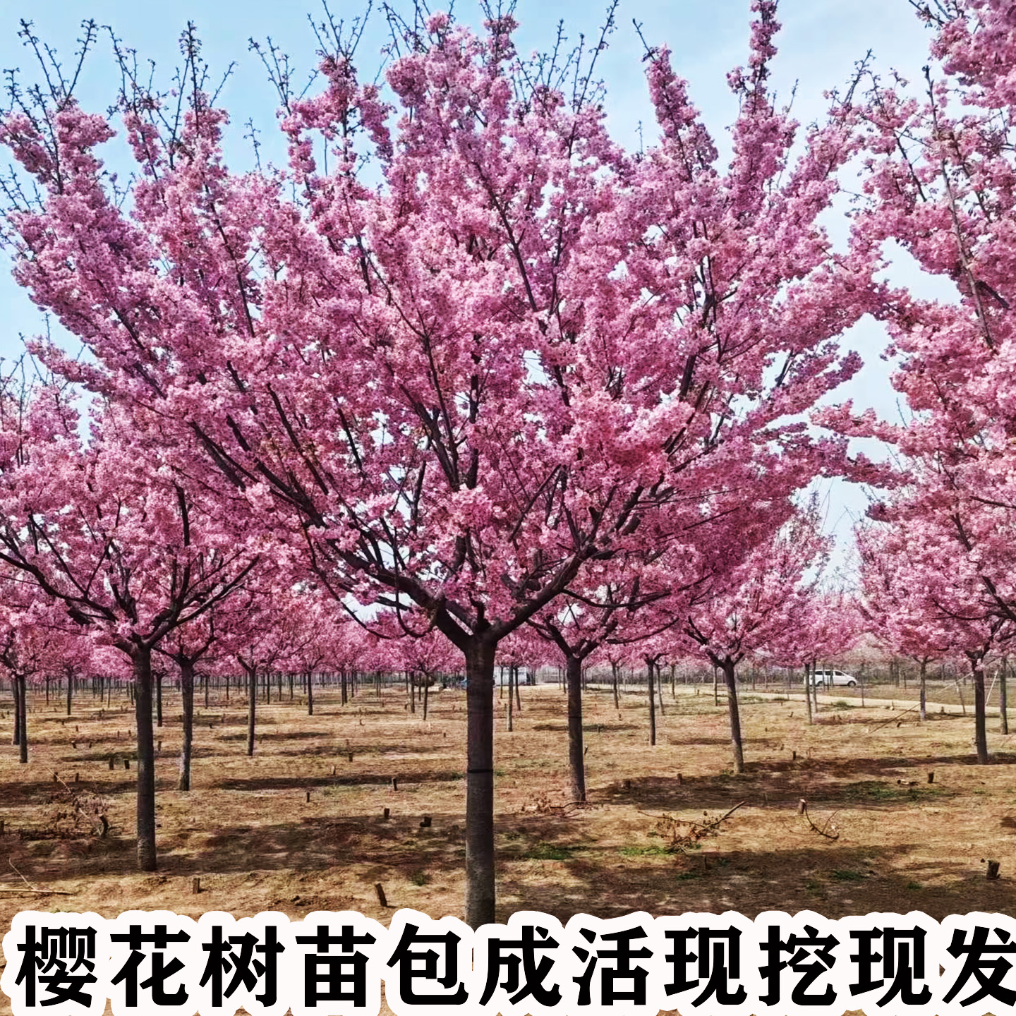 樱花树苗庭院种植风景树樱花活树