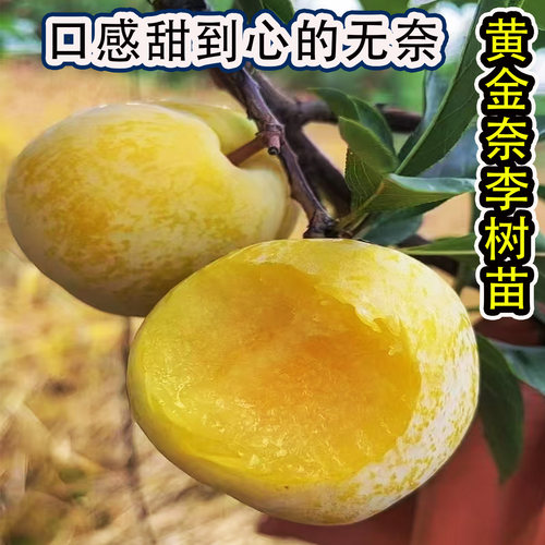 嫁接特大晚熟脆甜黄金奈李子树