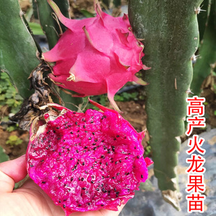 火龙果树果苗新品种红心红肉火龙果苗树盆栽南北方种植当年结果苗