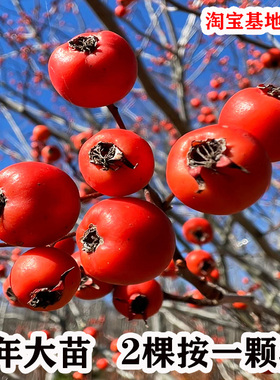山楂树果苗嫁接特大甜红子大五棱山楂树活苗南北方种植盆栽地栽苗