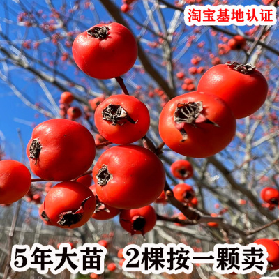 嫁接特大甜红子大五棱山楂树活苗