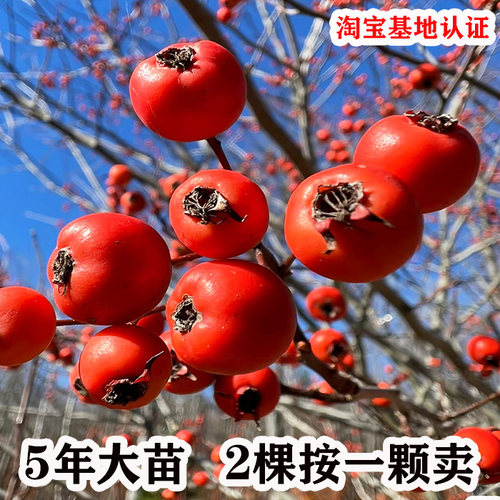 嫁接特大甜红子大五棱山楂树活苗