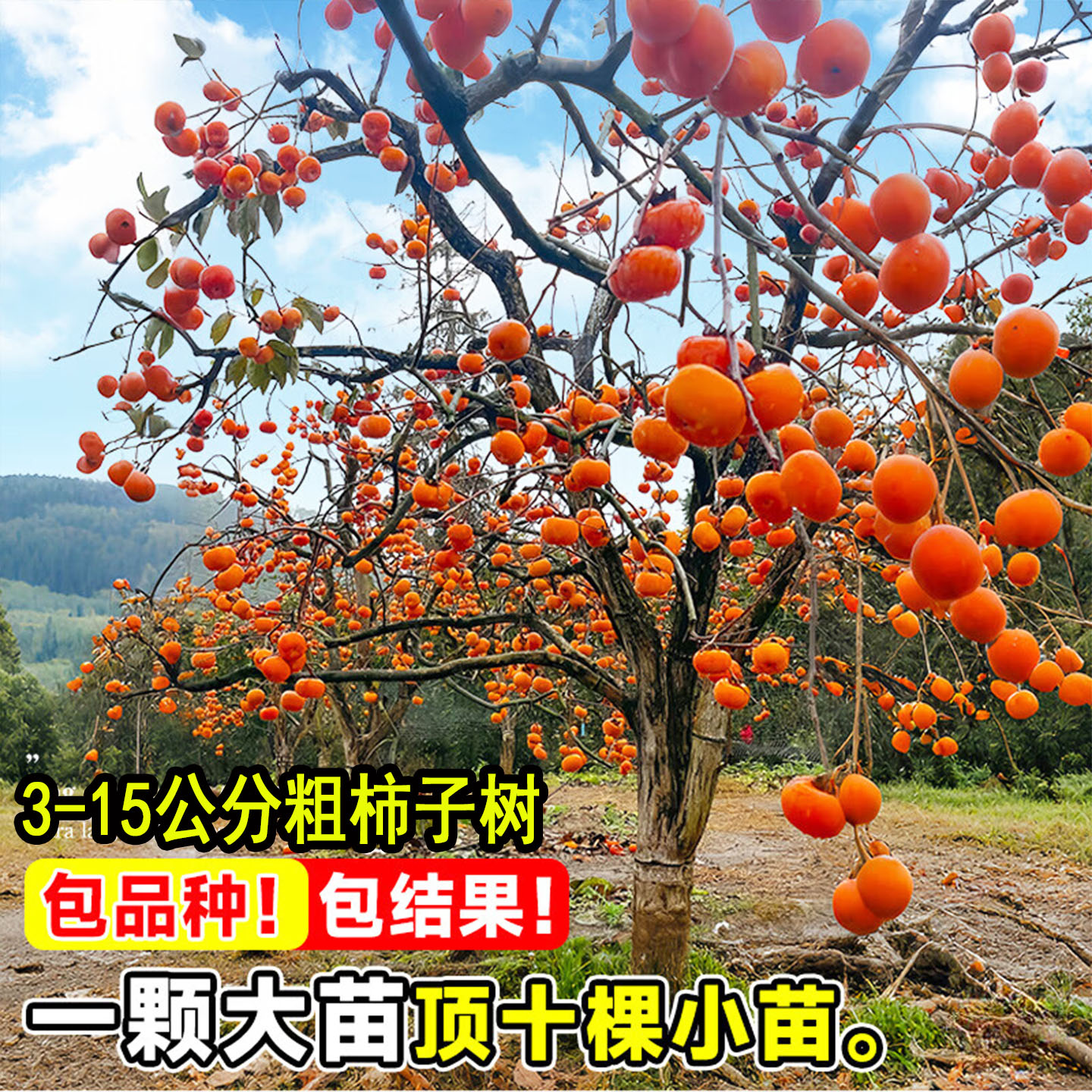 带土球特大号柿子树苗庭院果树大树水果柿子火晶柿子苗南北方种植