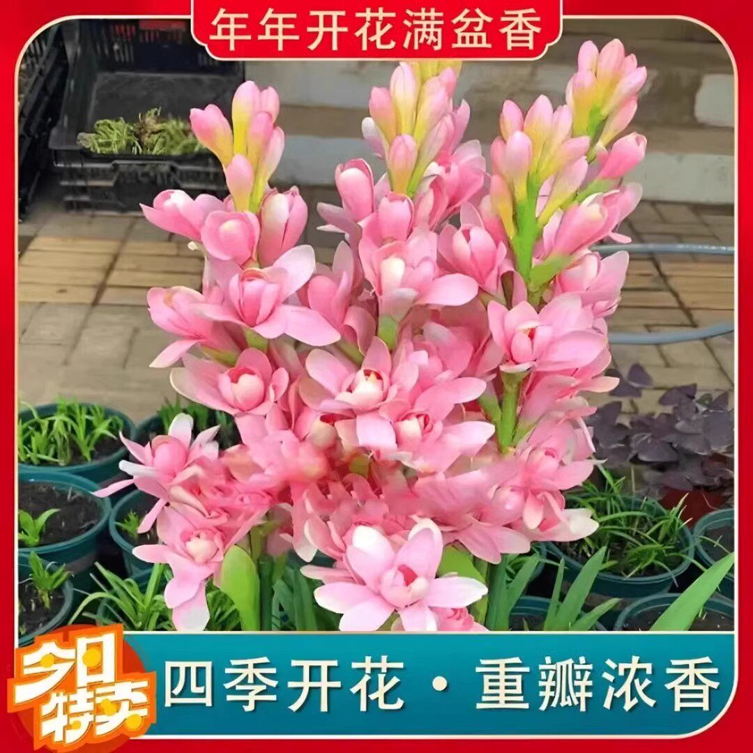 【下单立减50】晚香玉大种球重瓣晚香玉四季开花多年生盆栽种球QC