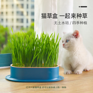 速发猫草盆栽小麦种子无土水培化毛草猫草粒猫薄荷自已种好幼猫咪