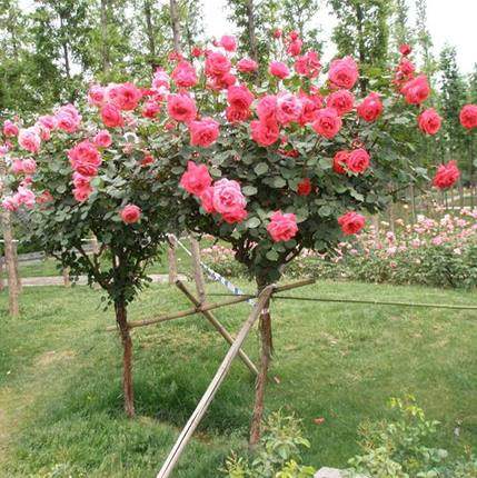 棒棒糖树桩月季花苗特大花朵花卉植物庭院四季开玫瑰带花树状月季