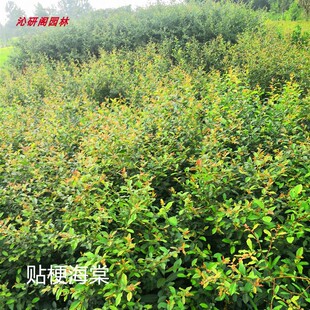 火棘树苗庭院围墙防盗绿篱贴梗海棠黄刺玫球红叶小檗带刺植物耐寒