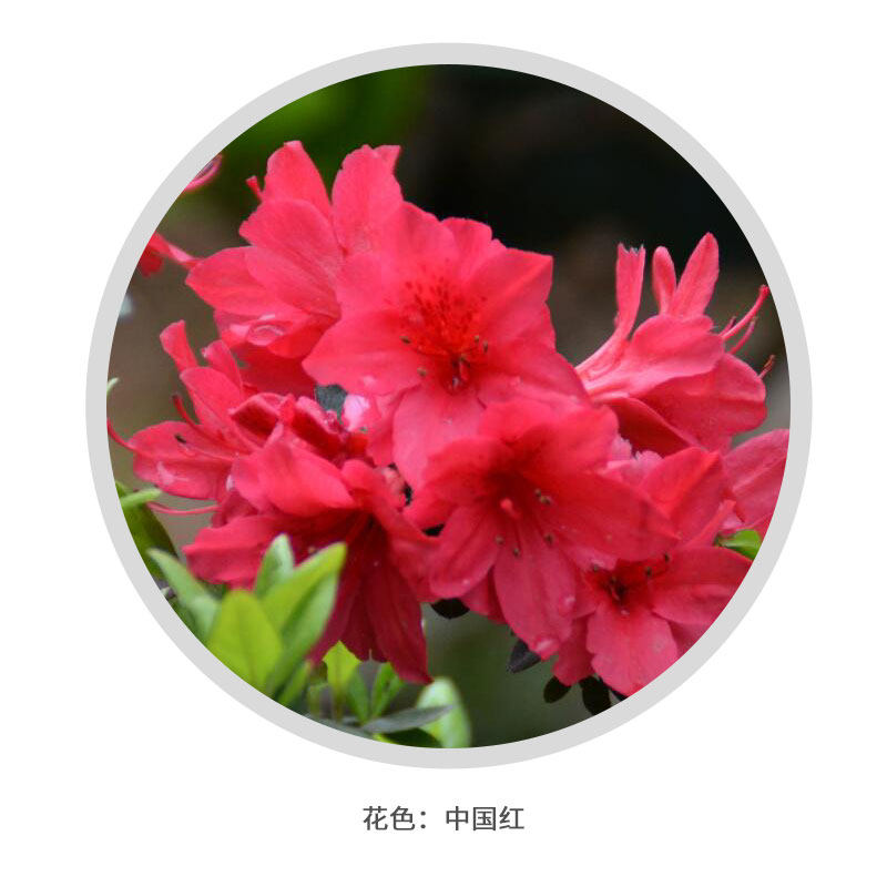 杜鹃苗木花镜树苗四季常青庭院别墅绿化苗花园植物绿植花卉毛杜娟