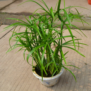水生植物水竹鱼池水道绿化风车草水草苗水养花卉绿植庭院旱伞草苗