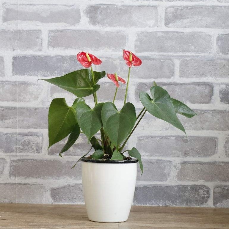 粉掌红掌白掌水培花卉土培盆栽室内桌面绿植净化空气阳台植物盆景