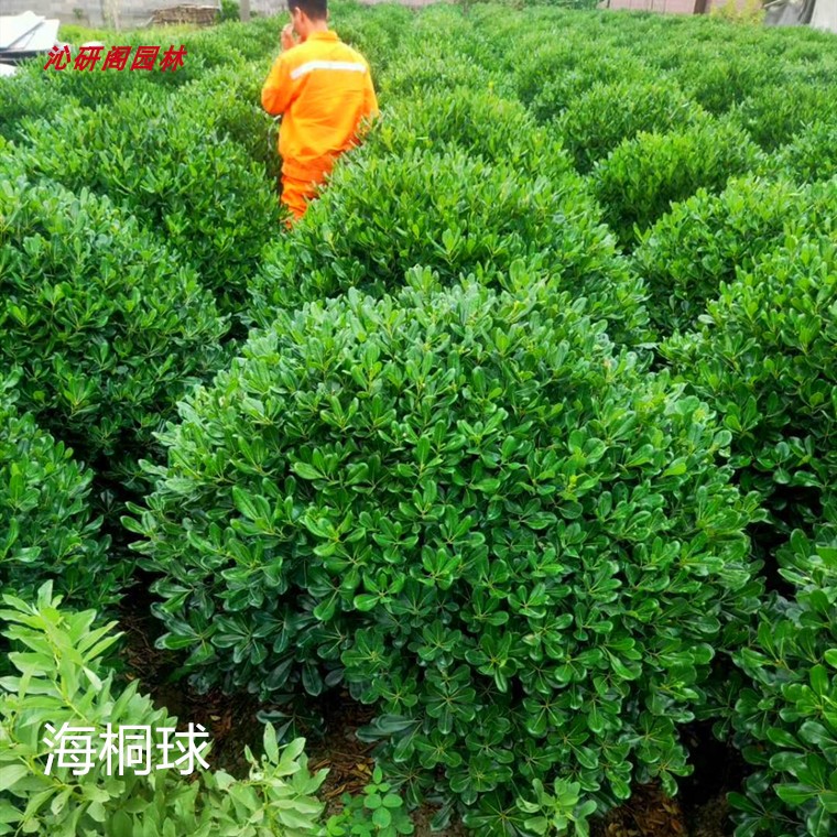 海桐树苗庭院绿化苗木四季常青