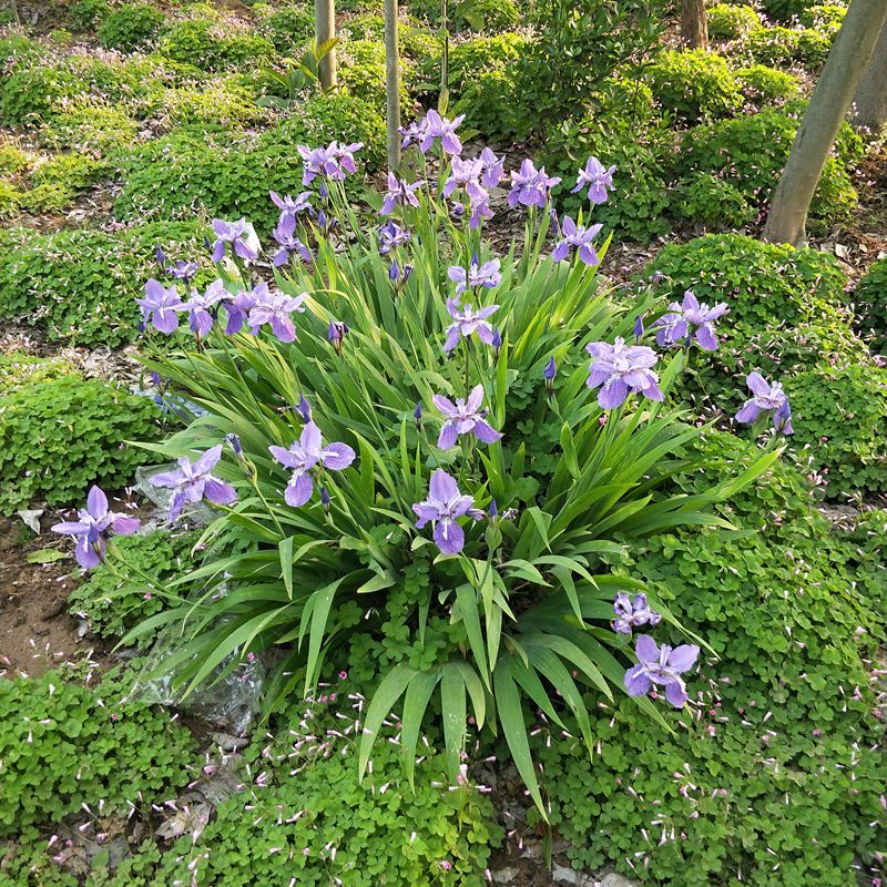 庭院绿化鸢尾鸢尾花苗盆栽蝴蝶兰紫花鸢尾蓝花鸢尾蓝花蝴蝶兰花镜