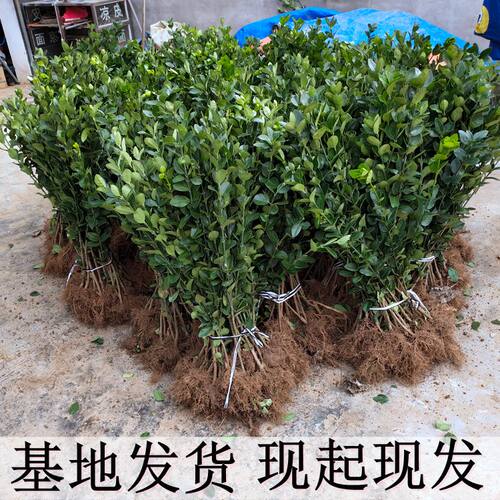 围墙篱笆植物苗耐寒庭院大叶冬青