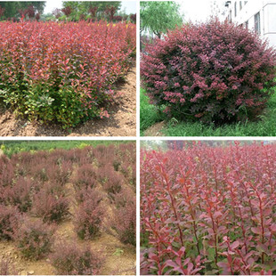 绿篱花色块花镜彩色工程绿化苗红叶小檗紫叶小檗红叶紫叶小波盆栽