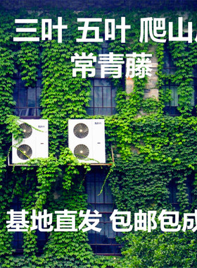 庭院攀援绿化植物爬山虎苗庭院爬墙爬藤植物五叶地锦常青藤盆栽苗