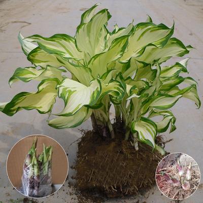 庭院地被金边花叶青叶玉簪花苗玉簪绿植花镜植物玉簪花室内外盆栽