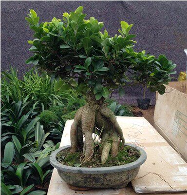 人参榕树盆景树桩造型客厅花卉植物室内四季常青绿植小叶榕树盆栽