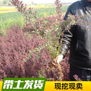 红叶小檗苗红叶小波紫叶小檗苗庭院绿化工程花坛灌木带刺篱笆树苗