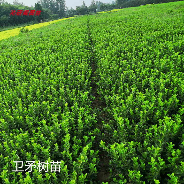 庭院耐寒绿篱卫矛冬青球树苗水蜡树苗 黄杨金叶小叶女贞绿化围墙