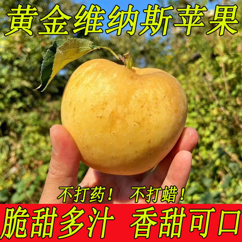 脆甜山东黄金维纳斯苹果当季现摘