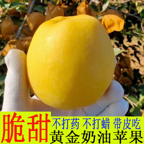 烟台水果苹果水果冰糖心奶油富士