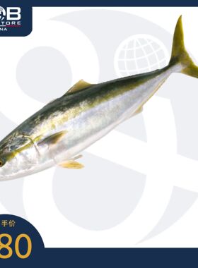 冰鲜黄鰤鱼(章红) 4公斤 Fresh Kingfish-Greater Amberjack