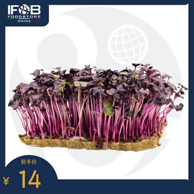 贝博农场兰博红萝卜苗 30g Rambo Red Radish