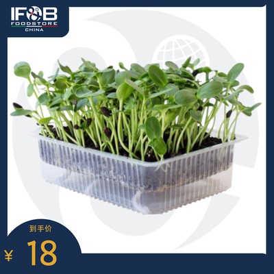 贝博农场黑油葵向日葵苗 50g Black Oil Sunflowers