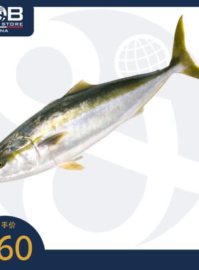 冰鲜黄鰤鱼(章红) 3-4公斤 Fresh Kingfish-Greater Amberjack