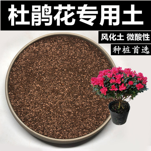 风化土专用土风化石杜鹃花颗粒土