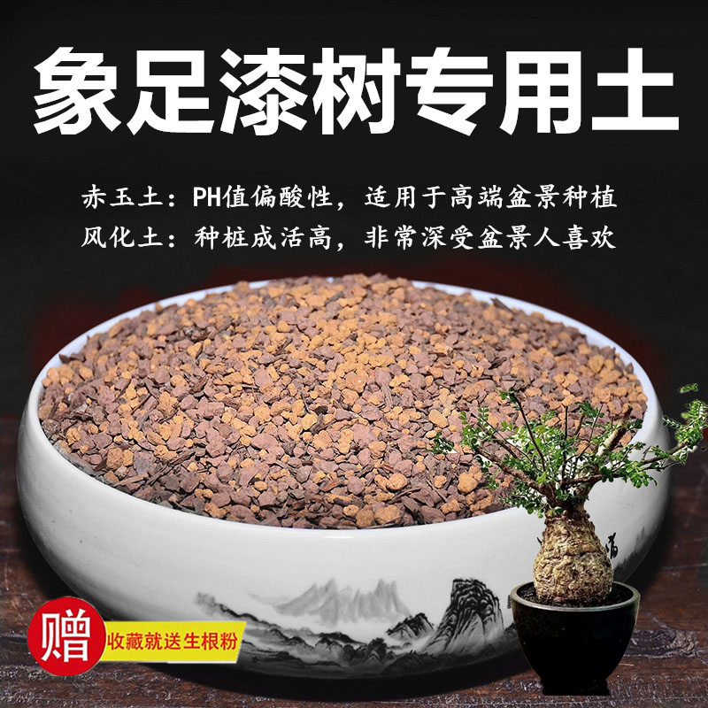 象足漆树专用土壤室内花卉绿植盆栽盆景通用种植土营养土花土颗粒