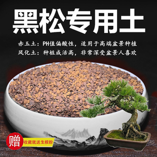 黑松专用土松树土赤玉土风化土风化石颗粒土酸性土红土专用肥玉肥