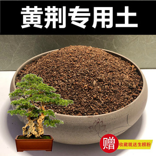 黄荆专用土营养土颗粒土种植土风化土红沙土酸性盆景土赤玉土